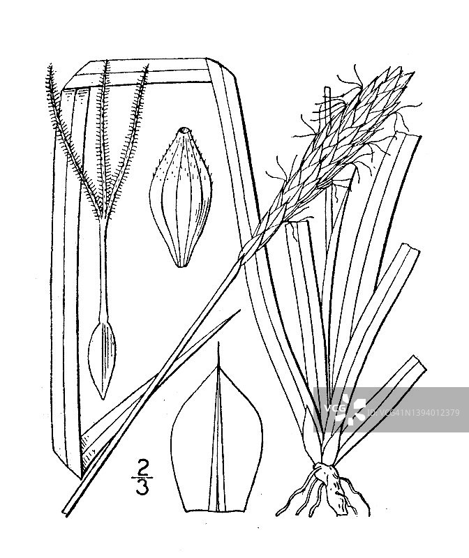 古植物学植物插图:苔草、布特莎草图片素材