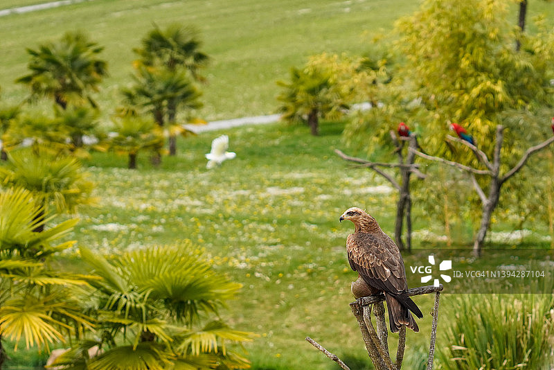 一只鹰(皇家鹰)等待它的猎物图片素材