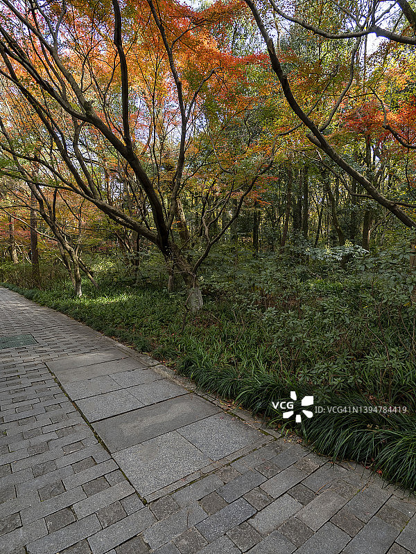 中国杭州的秋天，路边红枫盛开图片素材