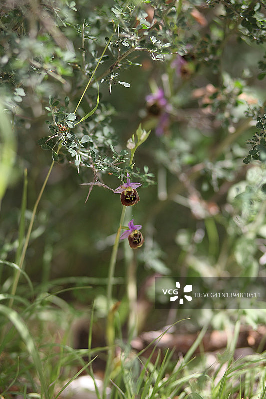 卡梅尔蜂兰，一种野花图片素材