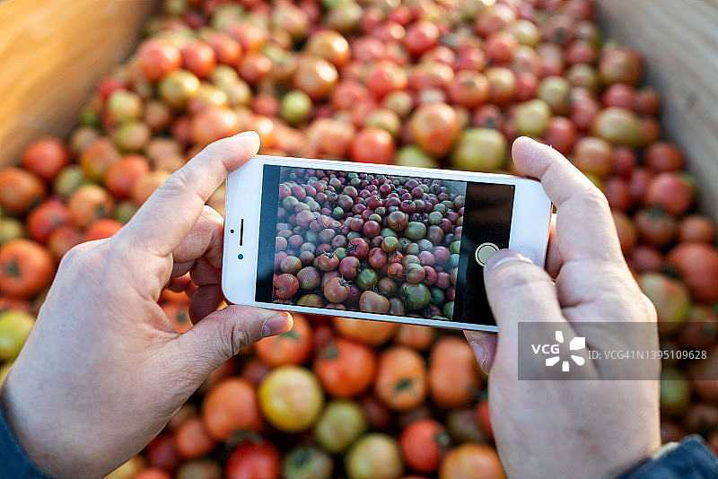 人手用手机拍西红柿的照片图片素材