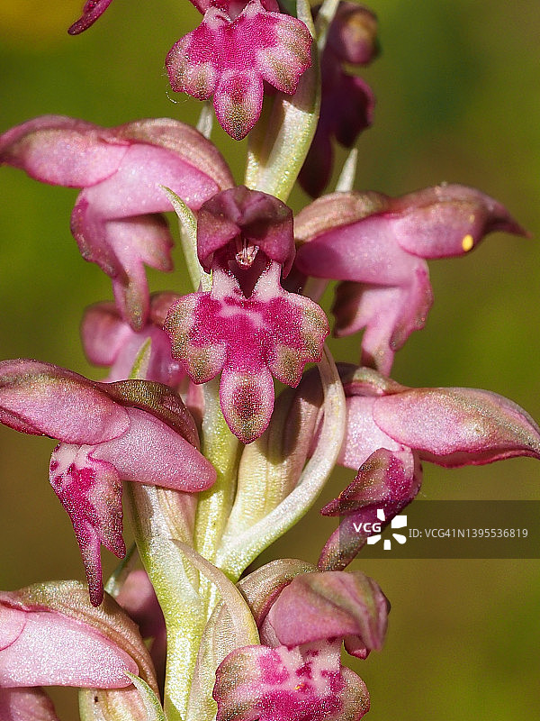 Bug Orchid （Anacamptis coriophora）图片素材