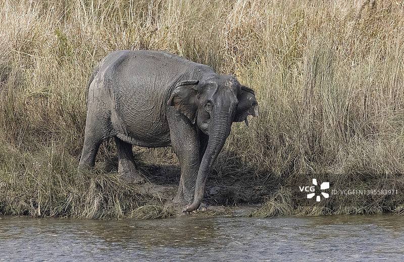 大象在河附近图片素材