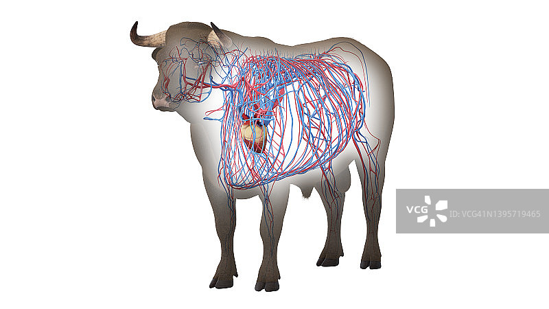 牛血管系统，插图图片素材