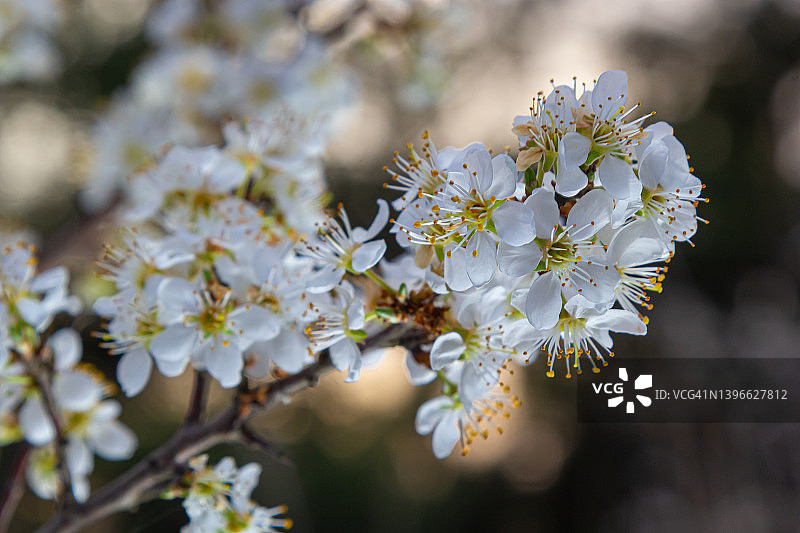 李(Prunus spinosa)，又称黑刺李或黑李，是蔷薇科开花植物的一种。李树，又称黑刺李树或黑李，在春天开花图片素材