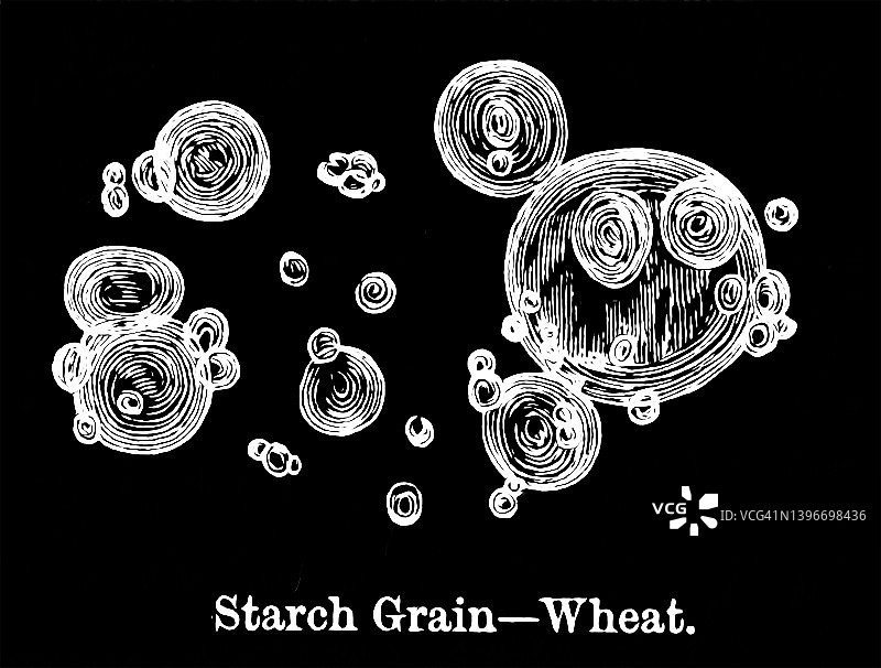 老雕刻的显微镜下淀粉粒-小麦视图图片素材