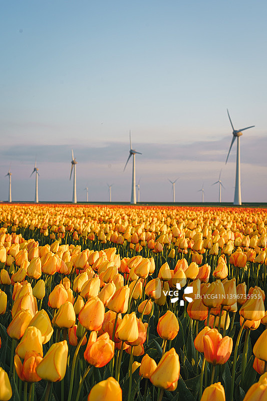 黄昏时分，荷兰noordostpolder的郁金香田和一排排宏伟的风力涡轮机图片素材