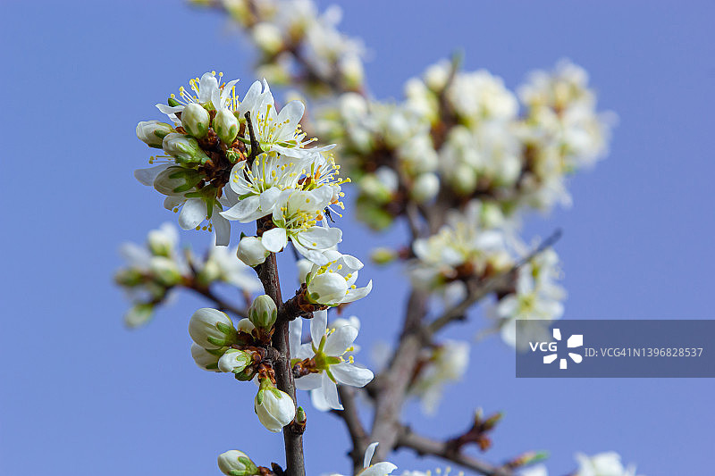 李(Prunus spinosa)，又称黑刺李或黑李，是蔷薇科开花植物的一种。李树，又称黑刺李树或黑李，在春天开花图片素材