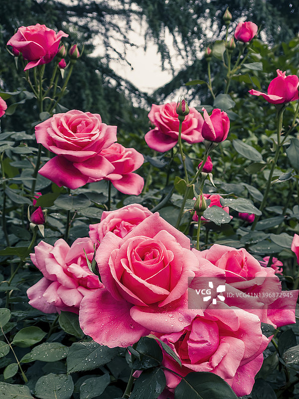 盛开的粉红玫瑰图片素材