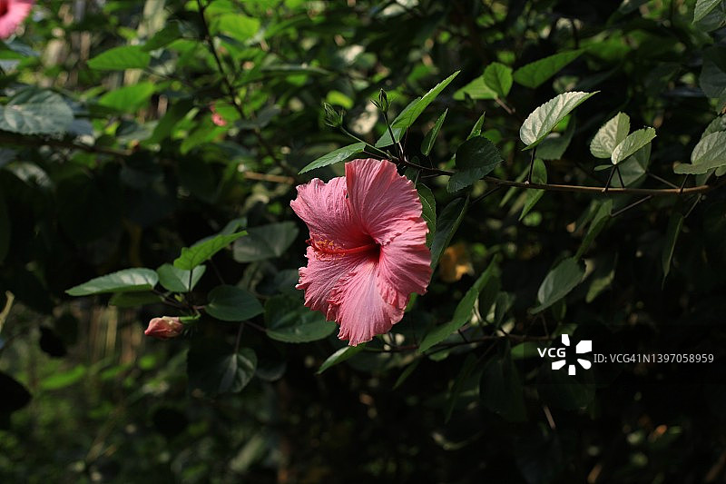 热带花卉图片素材