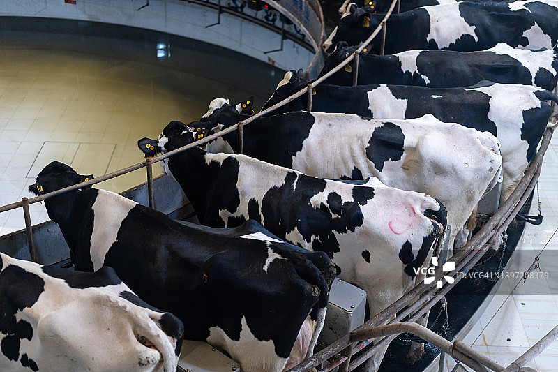 奶牛在牧场上挤奶图片素材