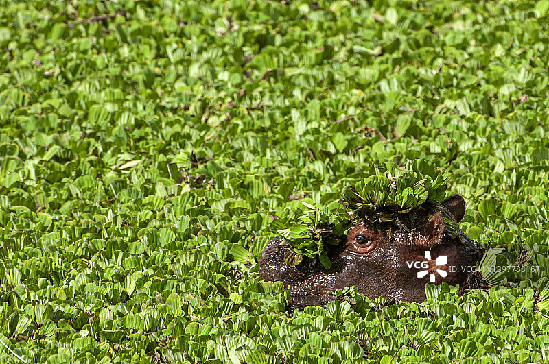 野生非洲河马的头部漂浮在水面上的莴苣图片素材