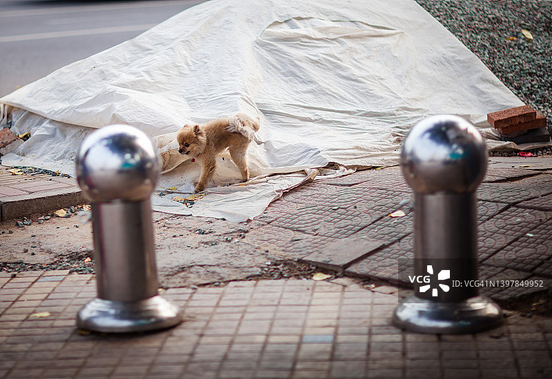 可爱的棕色小狗早上站在街上图片素材