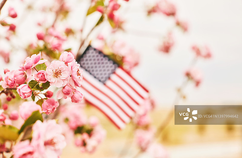 阵亡将士纪念日的背景与分散的美国国旗之间的树枝装满了樱花图片素材