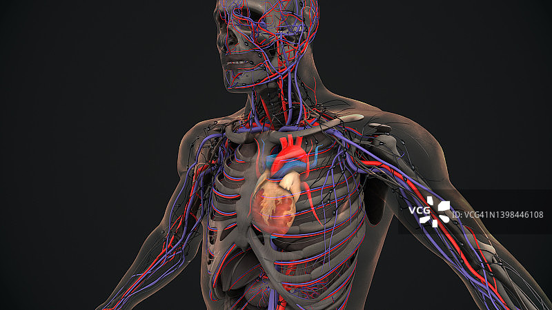 人类心脏有静脉和动脉图片素材