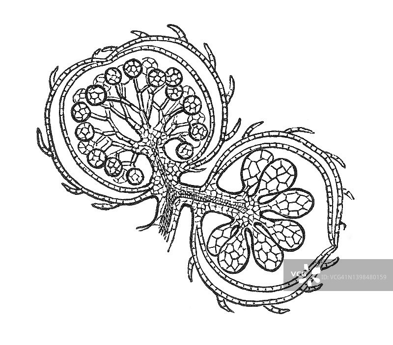古老的雕刻插图浮动蕨类，浮动水苔，浮动苔藓，或商业，水蝴蝶的翅膀(Salvinia natans)图片素材