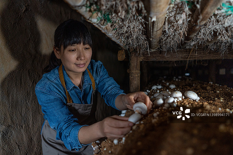 一位亚洲女性农场工人在农场采摘蘑菇图片素材