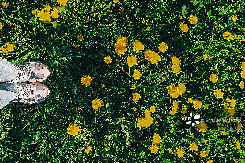 鲜花蒲公英和人的腿在绿色的草地背景。前视图。图片素材