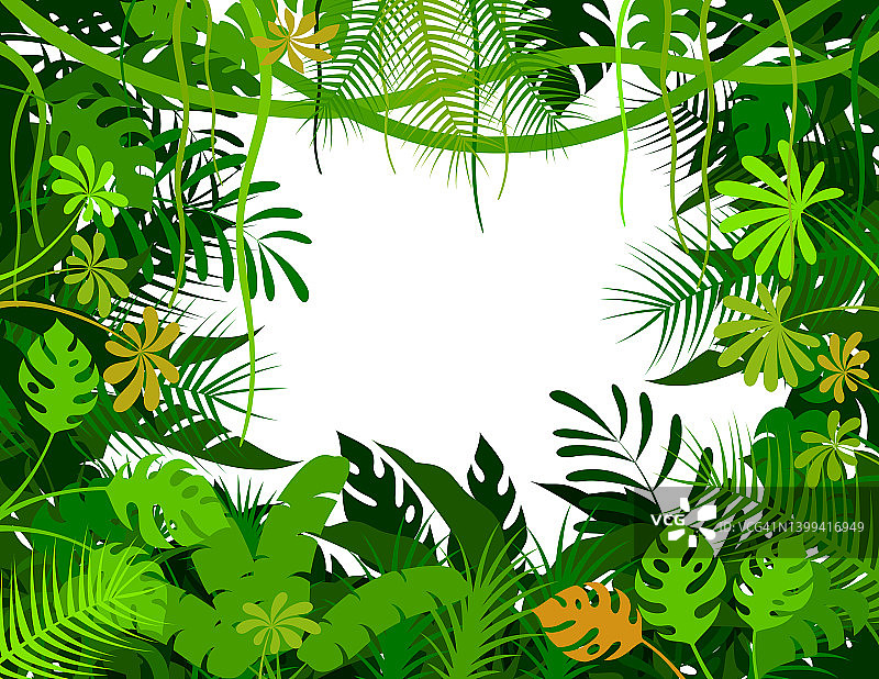热带雨林的背景。丛林框架海报。图片素材