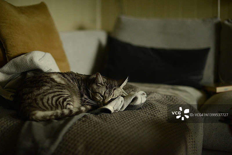 一只猫睡在沙发上的连帽衬衫上图片素材