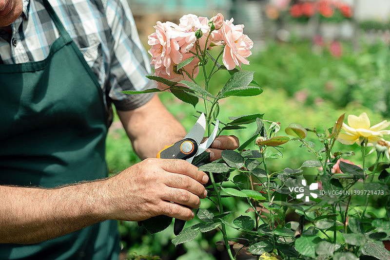 园艺美化和照顾美丽的玫瑰图片素材