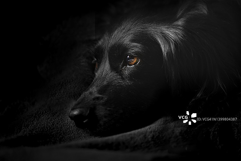 黑暗中的黑狗图片素材