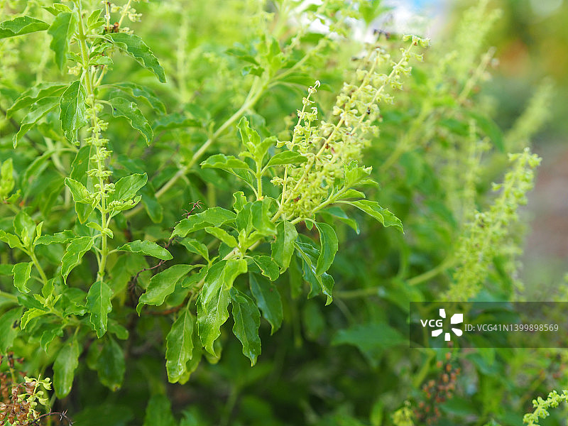 泰国圣罗勒Ocimum tenuiflorum sanctum或Tulsi kaphrao圣罗勒绿叶绿色蔬菜与花盛开在花园的自然背景图片素材