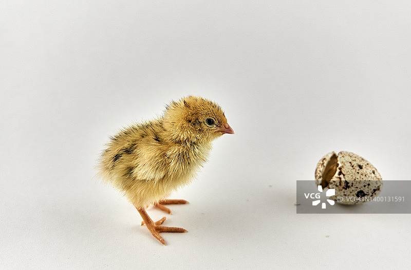 刚出生的带蛋壳的鹌鹑小鸡图片素材