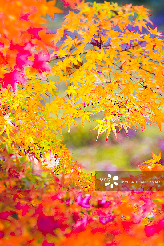 秋天的日本枫叶图片素材
