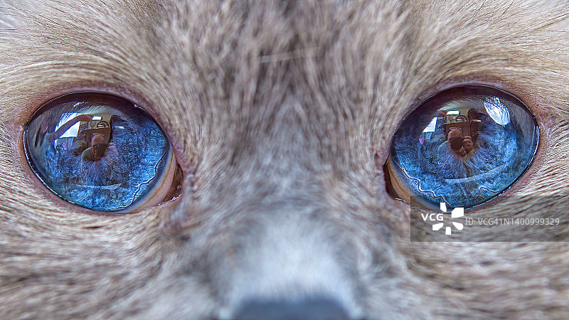 猫的眼睛炯炯有神图片素材