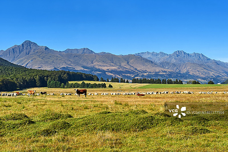 秋天牧场，新西兰图片素材