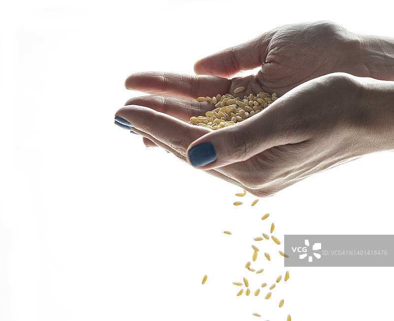 麦粒和女人的手放在白色的背景上图片素材