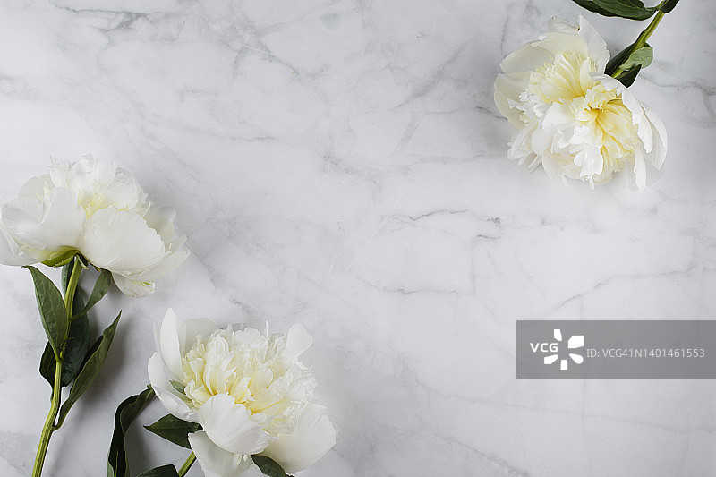 边框制成的白色和奶油牡丹花在白色大理石背景。平铺，俯视图。帧的鲜花。图片素材