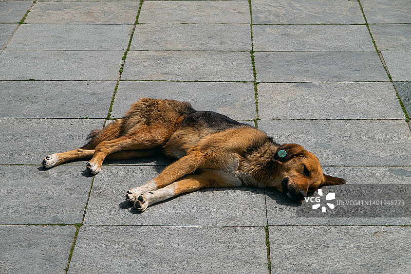 一只孤独的大黑狗，爪子和嘴都是棕色的，躺在柏油路或人行道上。一只被遗弃的狗的肖像。一只无家可归、经过消毒和接种疫苗的狗睡在大街上。图片素材