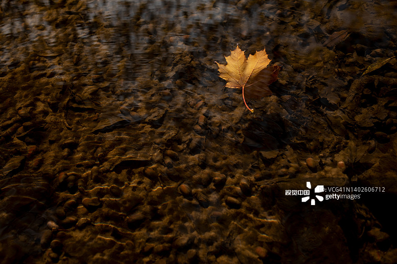 树叶漂浮在水面上的高角度视图图片素材