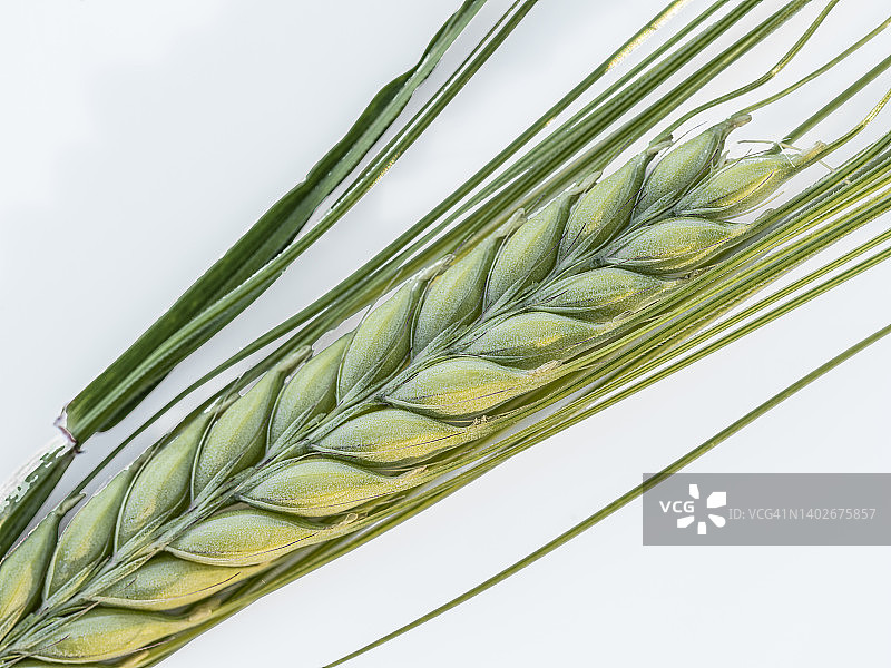 春天的小麦穗在白色的背景。图片素材