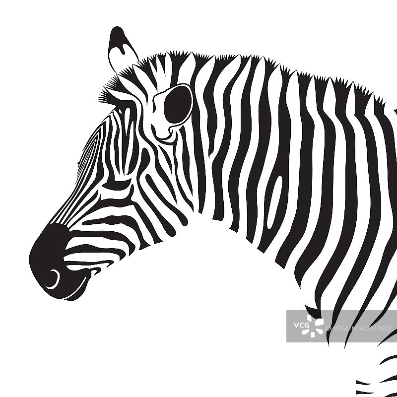 白色背景上的斑马动物头部，矢量插图。图片素材