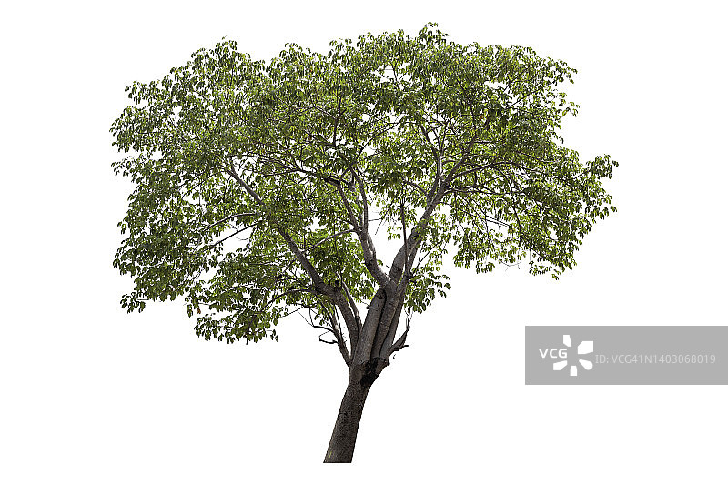 苏帕尼加树(Cochlospermum regium)，分离于白底。剪切路径图片素材