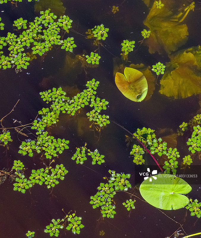 睡莲自然背景。高角度的观点。浸透了绿色的河水植物图片素材