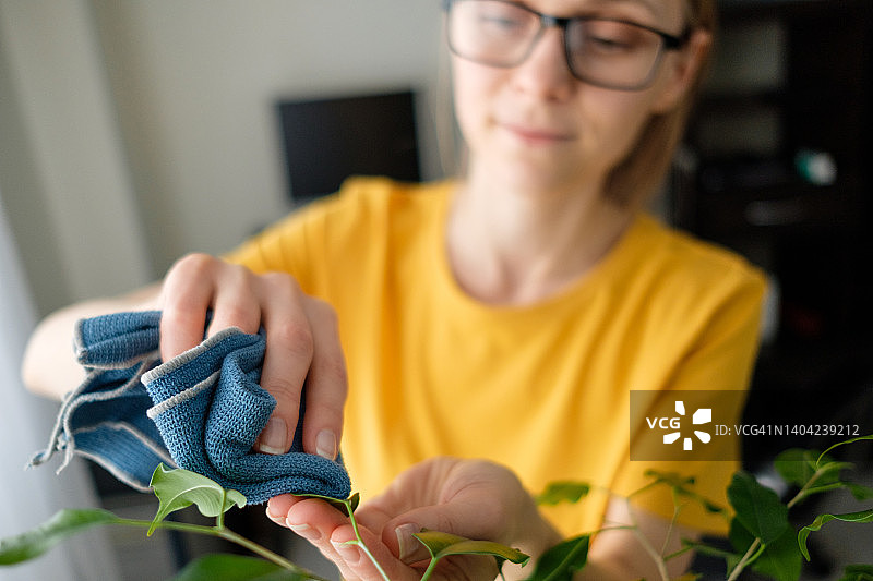 戴眼镜的女人或手拿湿布的女孩擦拭和清洁室内植物的灰尘，在家里。园丁或管家照顾榕树的叶子。关怀花卉的理念，清洁室内空间，真实生活。图片素材