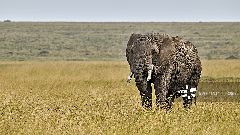 大草原上的非洲象图片素材