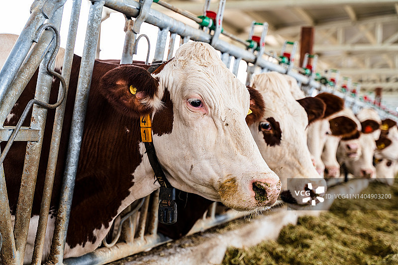 小牛在动物农场。肉类产业的概念图片素材