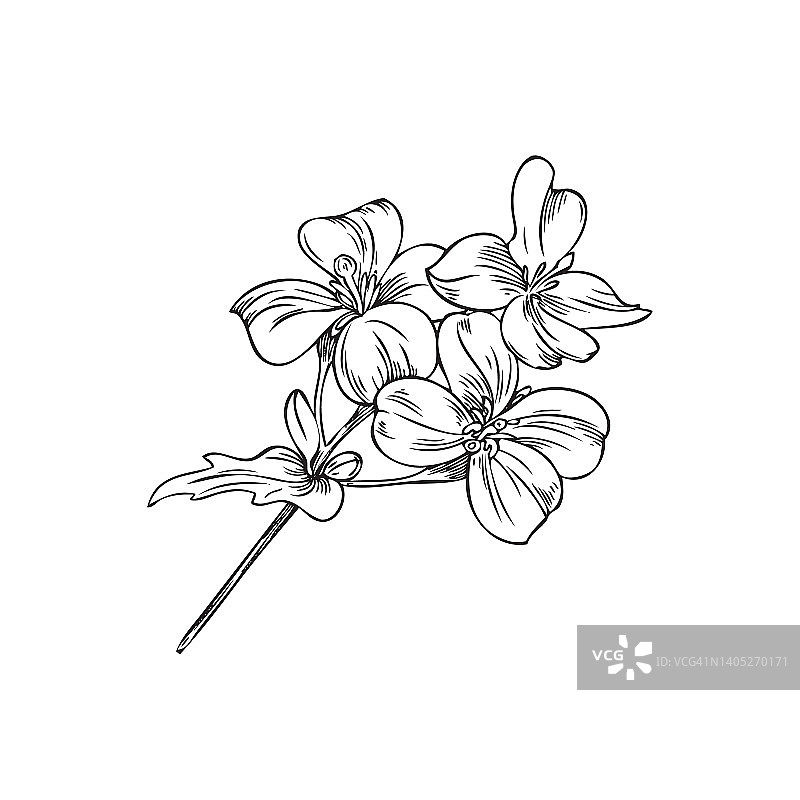 手绘单色芥花茎与叶片素描风格图片素材