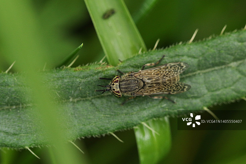 在草地上栖息在蓟植物上的一种有角的cleg-fly, Haematopota pluvialis。图片素材