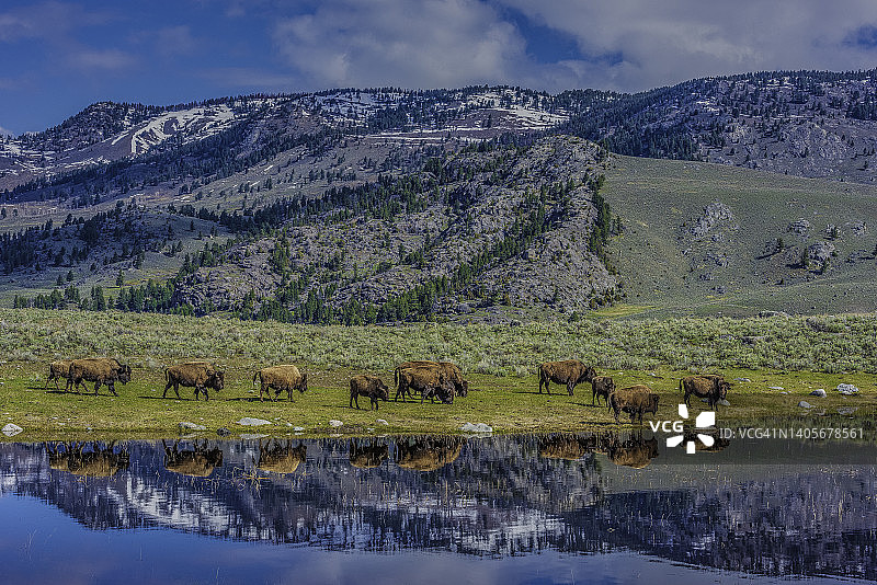 美洲野牛，美洲野牛，是北美草原上的一种动物。黄石国家公园，怀俄明州。走在水中，水中有倒影。图片素材