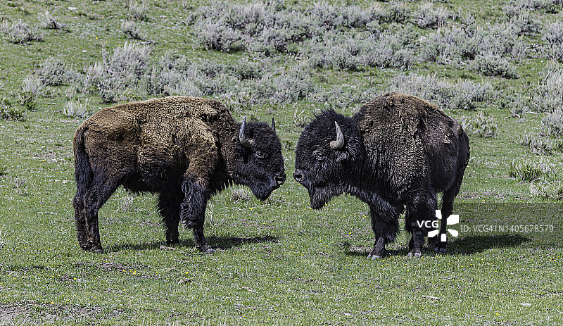 美国野牛(bison bison)，也被称为美国水牛，在怀俄明州的黄石国家公园大量发现。成年人。两只雄性在互相打量。图片素材