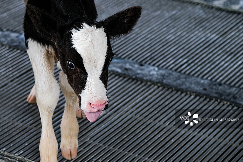 好奇的小母牛在绿草的背景下，可爱的小牛看着物体，奶牛站在牧场里，旁边是干草和其他小牛，奶牛宝宝在农场。图片素材