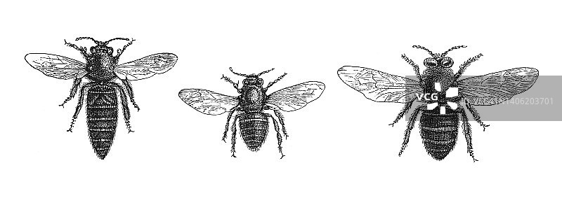 古老的雕刻插图蜜蜂，雄蜂，蜂后和工蜂图片素材