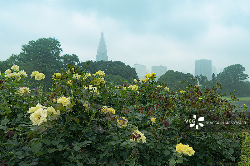 在一个小雨蒙蒙的日子里，玫瑰花园在建筑之间展开图片素材