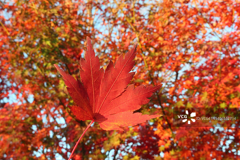 树叶变红(红色Irohamomiji)，在日本是秋天的象征图片素材